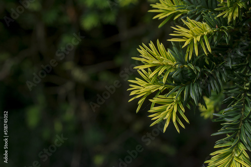 Beautiful fresh green pine needles natural backgrond