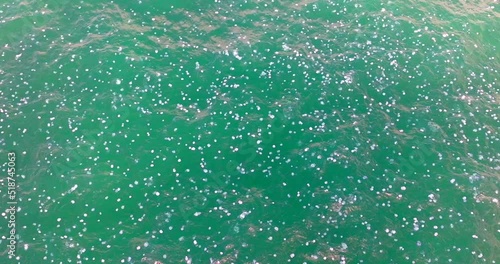 Mega swarm of Rhopilema nomadica Jellyfish in The Mediterranean Sea. photo