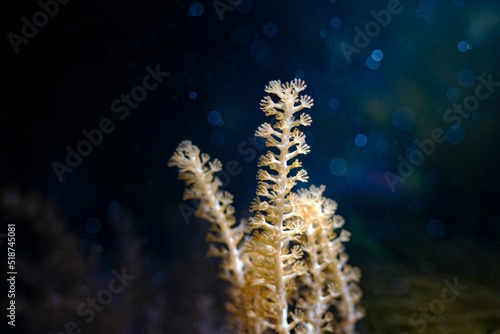 small branch of Grube's Gorgonian, colonial soft coral move tentacles and hunt for food, healthy animals in nano reef marine aquarium, popular pet in LED actinic blue low light, easy to keep creature