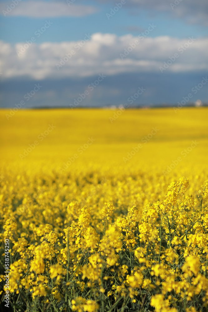 Flowering, bright yellow oilseed rape, Brassica napus, field. Spring on a farm. Agriculture. Flowering, bright yellow oilseed rape, Brassica napus, field. Spring on a farm. Agriculture.