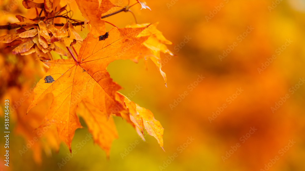 Yellow maple leaves on the branches. Autumn nature background with maple tree leaves. Copy space Yellow maple leaves on the branches. Autumn nature background with maple tree leaves. Copy space