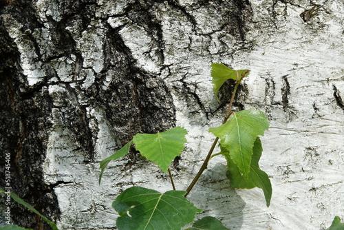 Birkenrinde mit kleinen Blättern Hintergrund