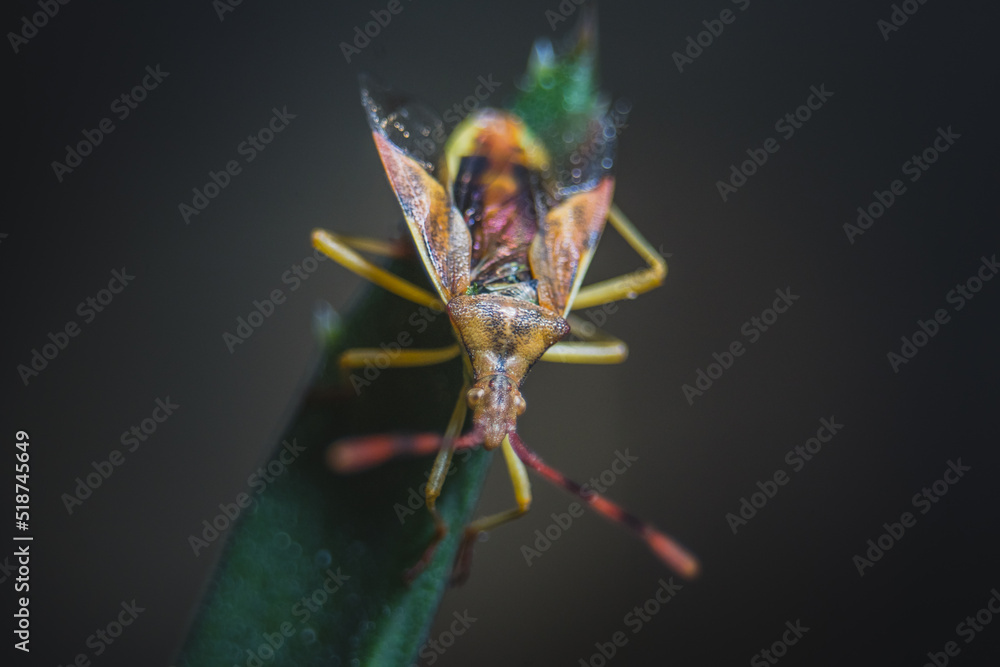 Fototapeta premium colorful insect on a leaf. macro photo. close up natural photography