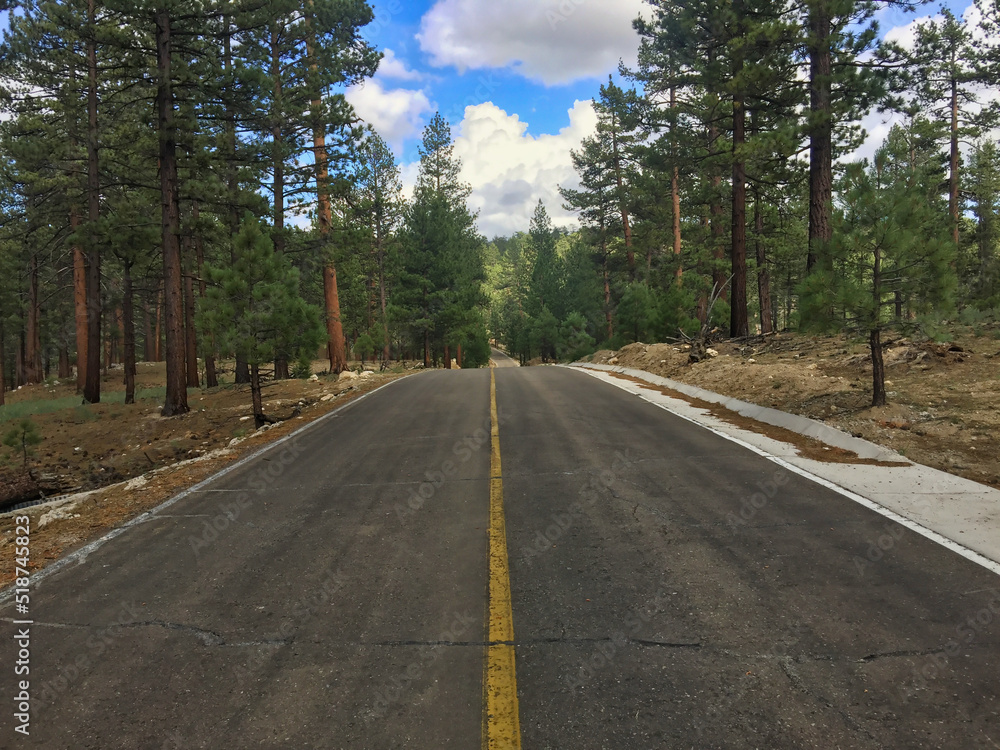 Fototapeta premium Asphalt road with yellow lane in the middle of a forest