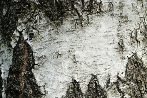 Birkenrinde - Hintergrund