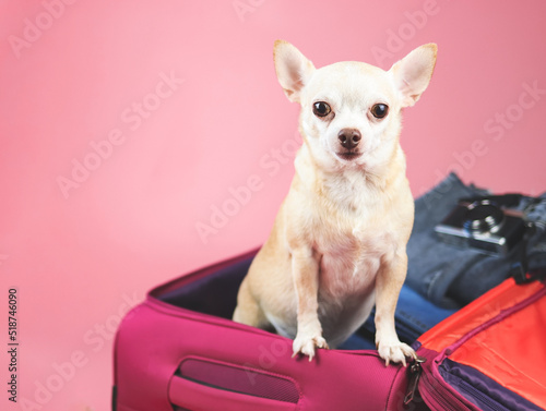 brown  short hair  Chihuahua dog standing in pink suitcase with travelling accessories, isolated on pink background. © Phuttharak