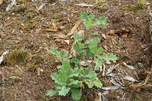 Eichenbaum Setzling am Waldboden
