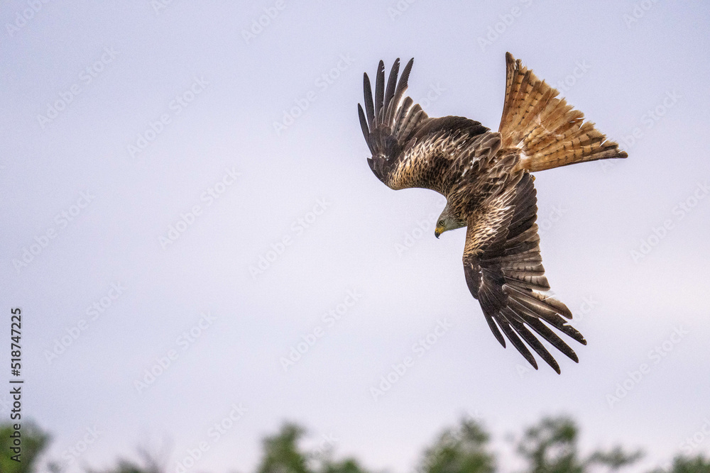 Fototapeta premium Rotmilan im Sturzflug