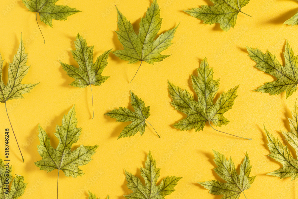 Autumn dry leaves on yellow background. Flat lay. Autumn dry leaves on yellow background. Flat lay.