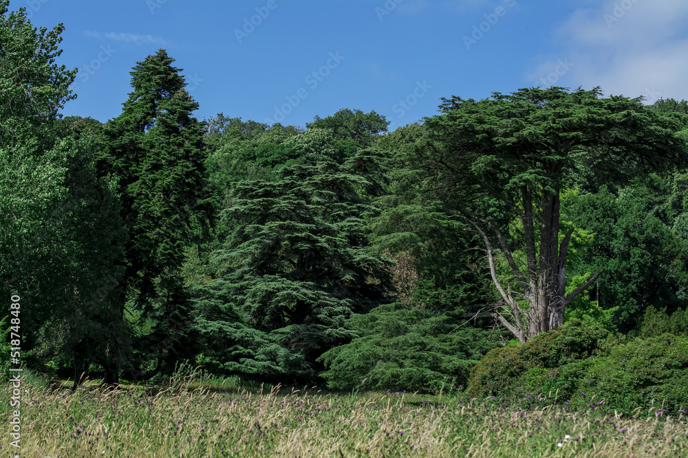 Landscaped traditional English garde