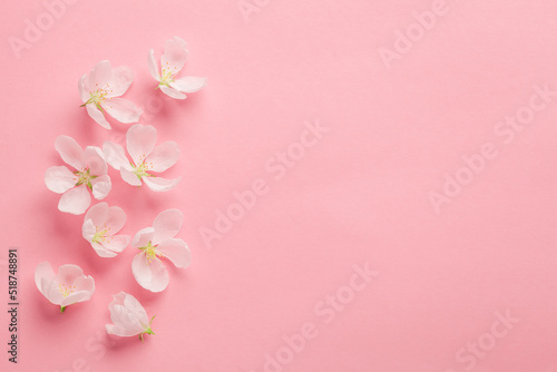 Spring flowers on pink background, minimal background space for text