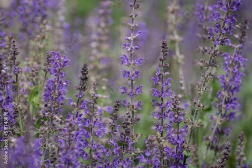 Foto Large group of catnip flowers Nepeta cataria in a garden