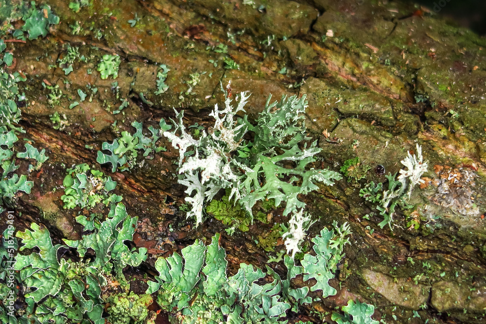 moss grows on a tree. green natural background
