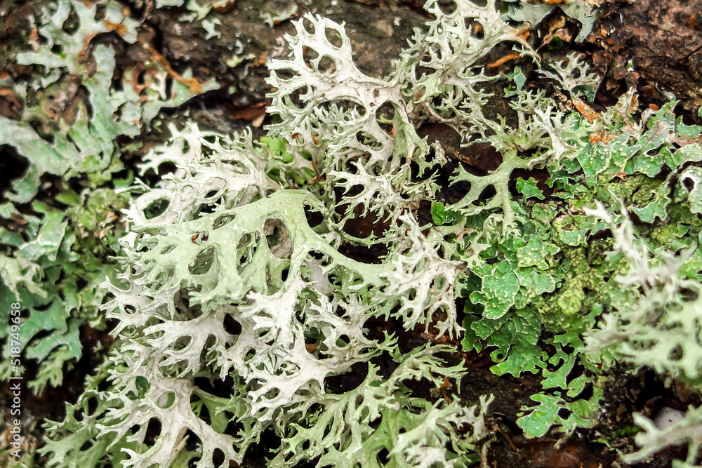 moss grows on a tree. green natural background moss grows on a tree. green natural background