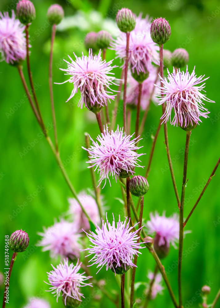 Fototapeta premium wild purple flowers grow in the field. green natural background