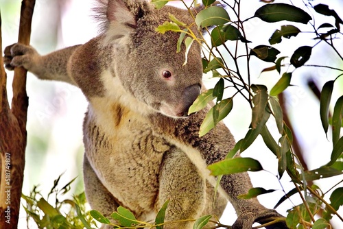 Koala im Eukalyptusbaum