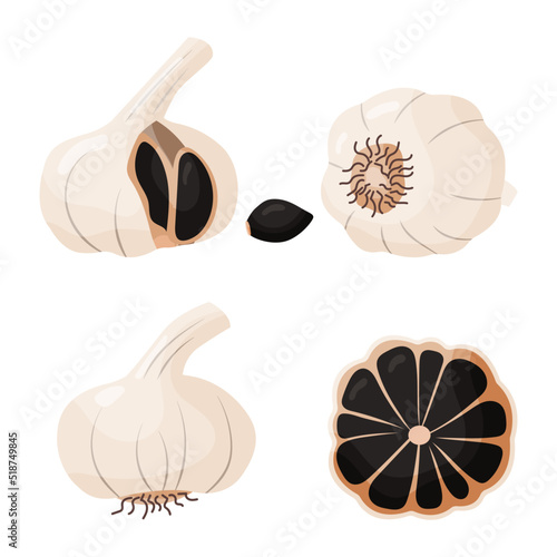 Set of black garlic isolated on white background. Asian cuisine. Vegetarian ingredient dark flavor. Icon for packing design, emblem natural product. Vector illustration