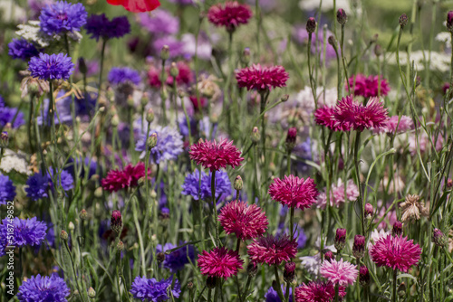  Purple, blue ,pink wildlife cornflowers ,Knautia arvensis.