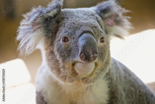 Fototapeta Naklejka Na Ścianę i Meble -  Koala im Eukalyptusbaum