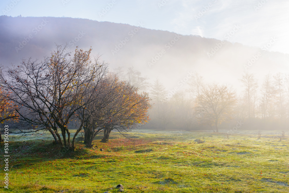 Obraz premium carpathian countryside on a misty autumn morning. nature scenery with grassy meadow and forest at sunrise. wonderful outdoor scenery in morning light