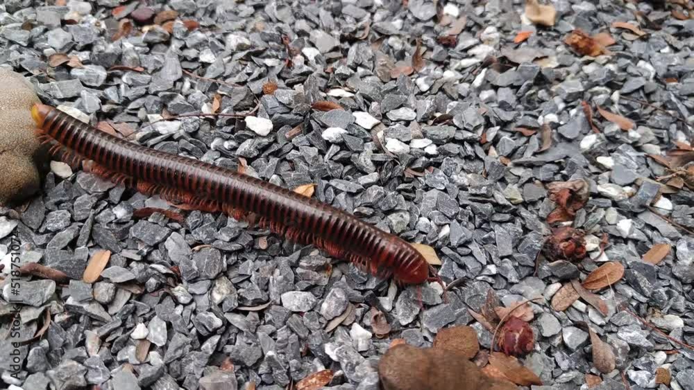 Asian Giant Millipede or Asian Red Millipede crawling on stone ground. Phylum Arthropoda, class Myriapoda. Asian Giant Millipede or Asian Red Millipede crawling on stone ground. Phylum Arthropoda, class Myriapoda.