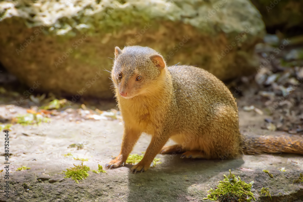 Dwarf Mongoose, Helogale parvula with a large pointed head, small ears, a long tail, short limbs and long claws Dwarf Mongoose, Helogale parvula with a large pointed head, small ears, a long tail, short limbs and long claws