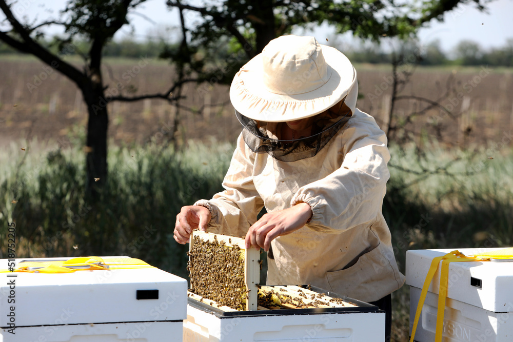 The beekeeper takes the honeycomb out of the evidence. Production of ecological honey. Download honey from a bee hive. Lots of honey. The beekeeper takes the honeycomb out of the evidence. Production of ecological honey. Download honey from a bee hive. Lots of honey.