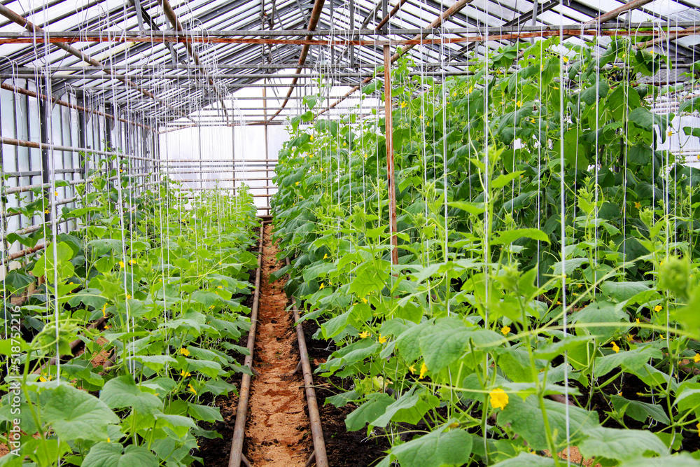 Growing cucumbers in a greenhouse. Unique greenhouse for growing vegetables. Transparent, with natural light. Growing cucumbers in a greenhouse. Unique greenhouse for growing vegetables. Transparent, with natural light.