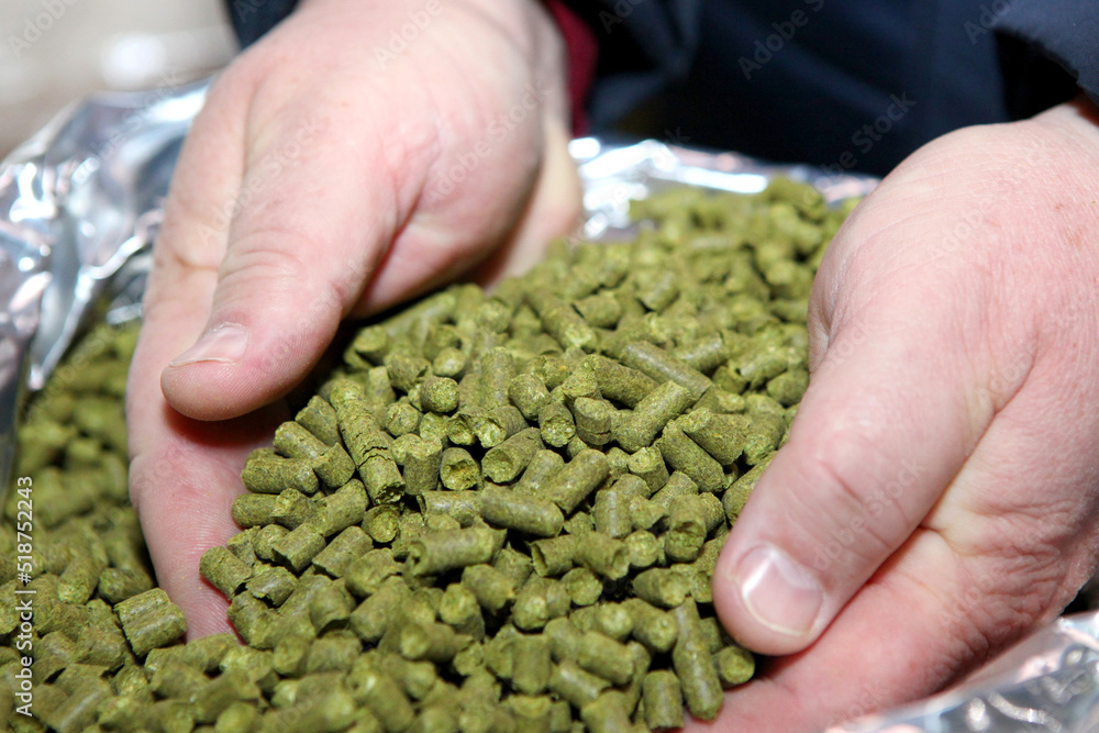 Granulated hops in the hands of a man. Substrate for the production of beer. Lots of hops in the packaging.