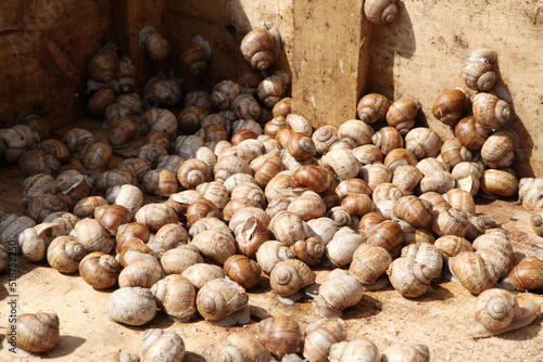 Ecological snail. Farm for growing grape snails. Snail close-up on a leaf of grapes.
