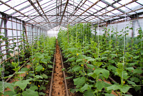 Growing cucumbers in a greenhouse. Unique greenhouse for growing vegetables. Transparent, with natural light.