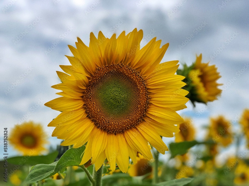 Beautiful sunflowers in the field natural background, Sunflower blooming