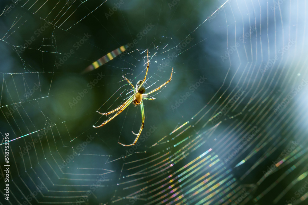 陽射しを浴びた蜘蛛の巣