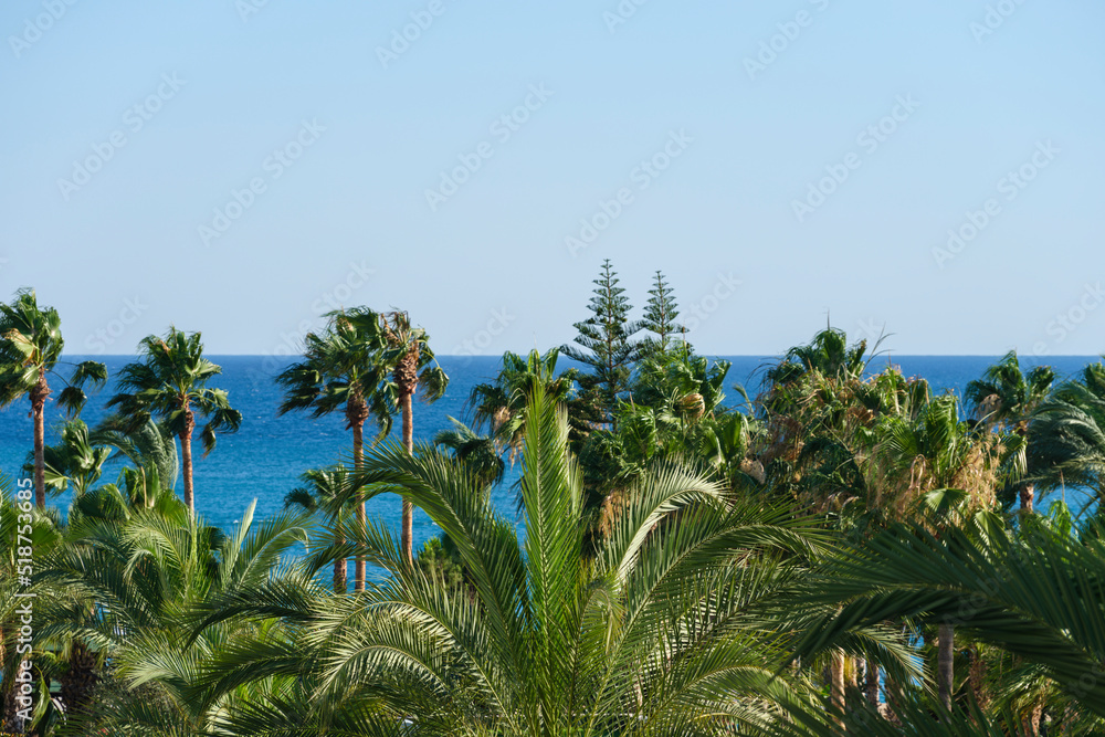 beautiful palms and sea view