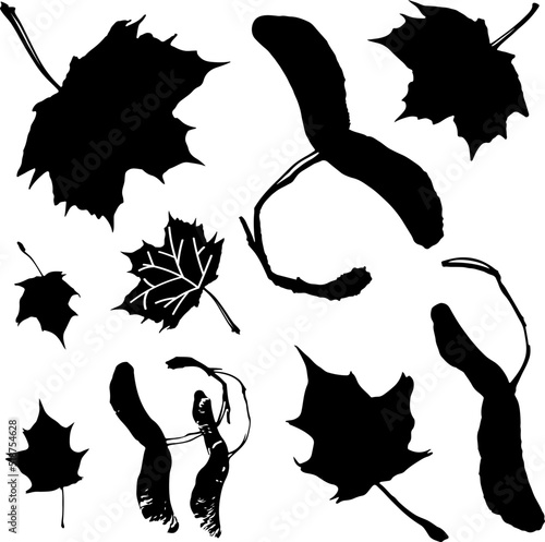 Set of maple leaves. Vector illustration with maple leaf silhouette. Elements for maple syrup label, packaging, wrapping paper