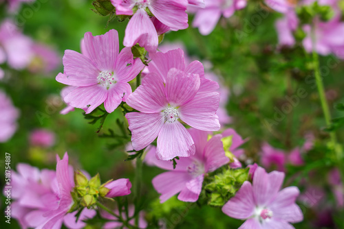 Malva moschata, the musk mallow or musk-mallow, is a species of flowering plant in the family Malvaceae, native to Europe and southwestern Asia. photo