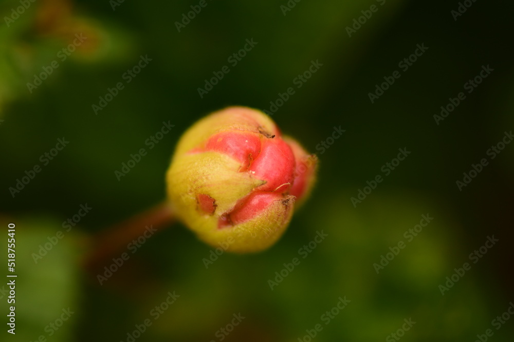 Cloudberry berry beautiful unripe on green leaf cloudberries background