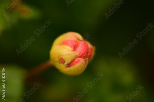 Obraz na płótnie Cloudberry berry beautiful unripe on green leaf cloudberries background w salonie