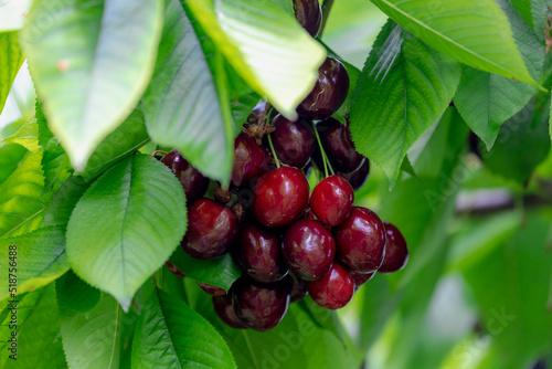 The fresh dark red cherries hanging on the tree at orchard, Selective focus of ripe prunus avium, Sweet cherry is ready to harvest or picking late spring or early summer, Health benefits of berries.