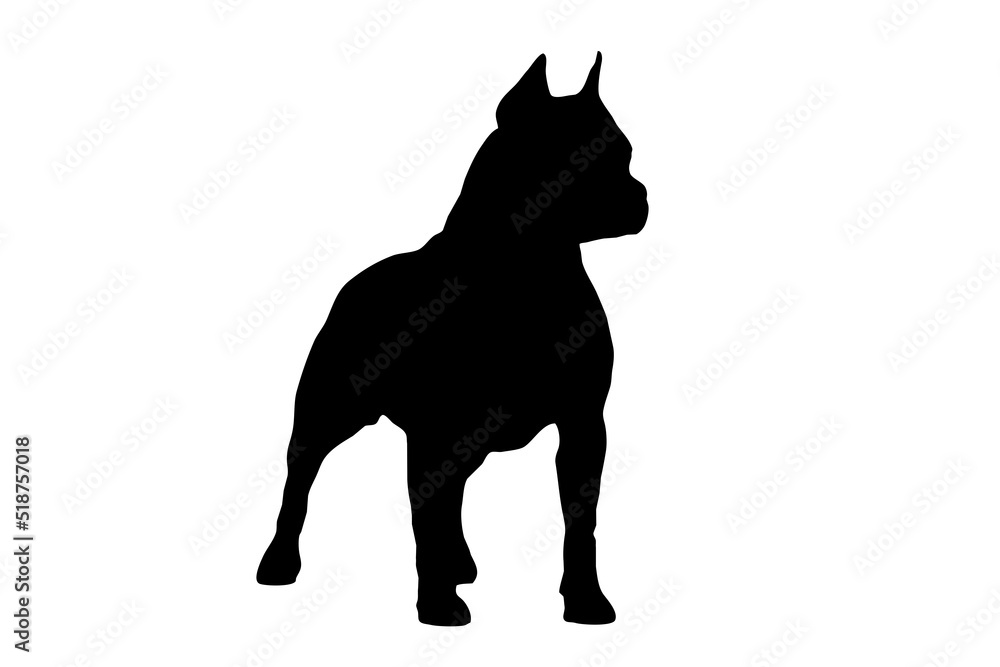 Silhouette of the body of a Staffordshire Terrier standing on the side