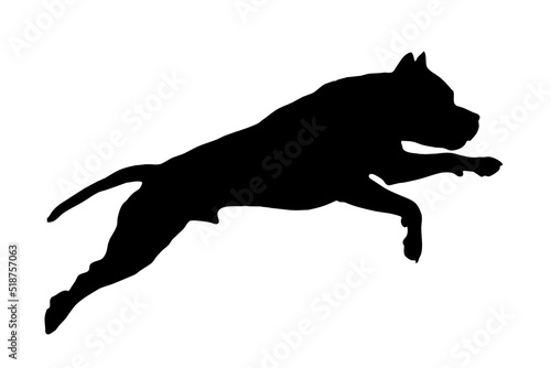Silhouette of the body of a Staffordshire Terrier standing on the side © vilma3000
