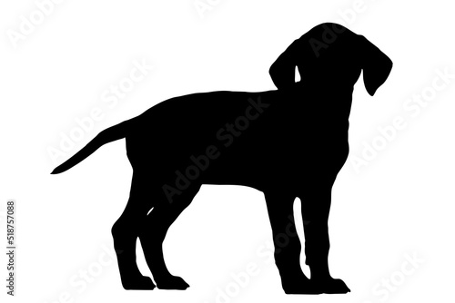 The silhouette of the Dalmatian s body  standing on the side