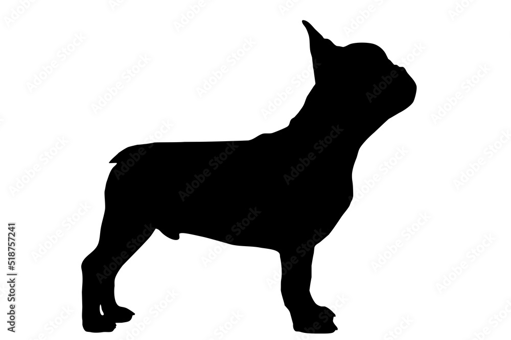 Silhouette of the body of a French bulldog standing on the side