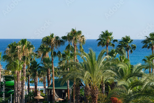 beautiful palms and sea view © enginakyurt