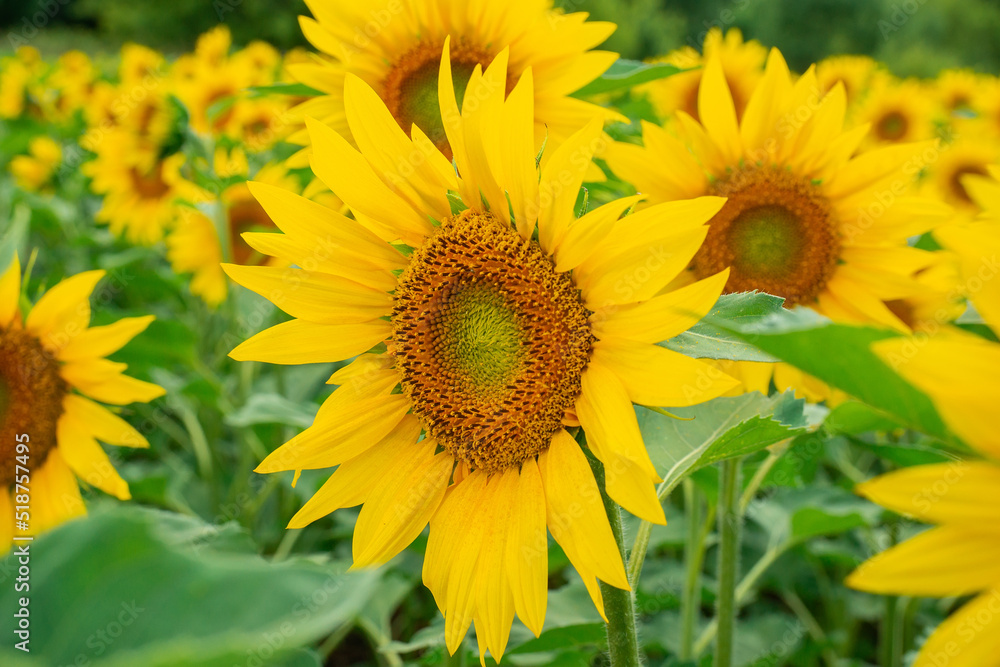 A field of sunflowers in full bloom A field of sunflowers in full bloom