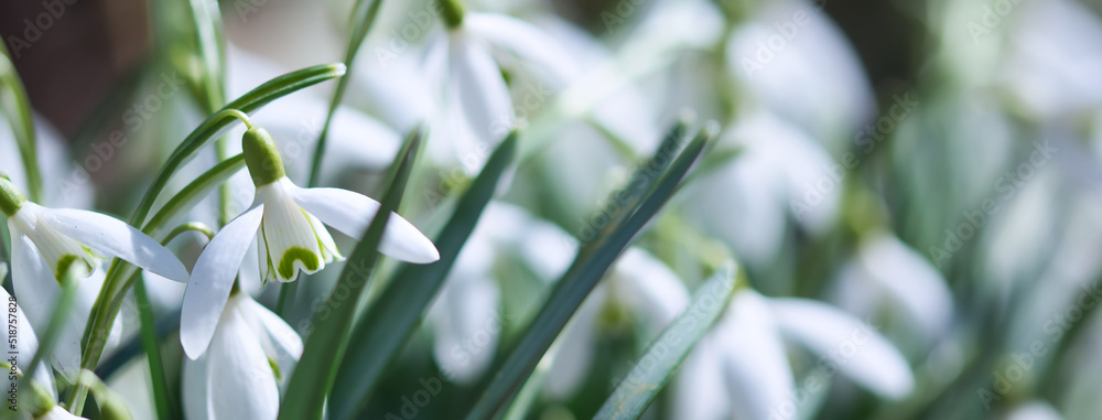 Snowdrop flowers in bloom close up, blooming in the sunshine in the spring garden, new life and hope concept