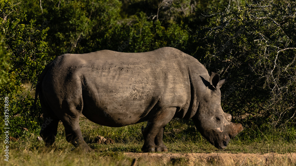 Obraz premium Side view of one dehorned white rhinoceros against a dark green bush background