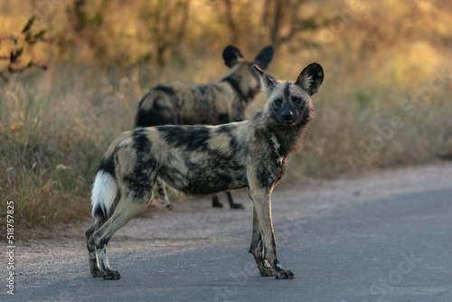Two wild dogs in the early morning sun. Blood of a fresh kill visible