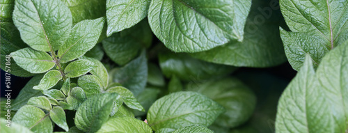 Potato plant, green leaves foliage, growing in the summer garden, full frame close up web banner