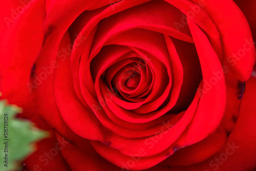 Closeup of beautiful single roses